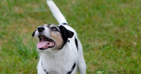 孕早期肚子隐隐作痛放屁怎么办 孕早期肚子隐隐作痛放屁怎么办