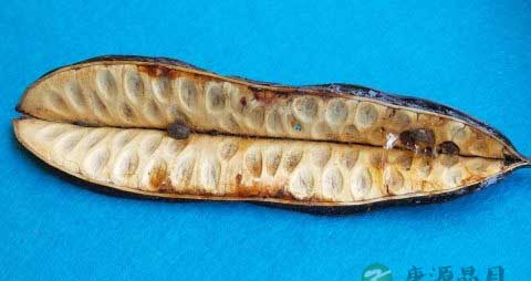 吃黑豆可助孕你知道吗