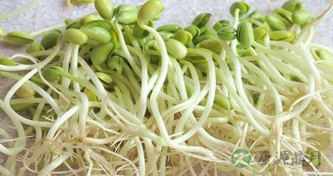 生完孩子能吃豆芽吗