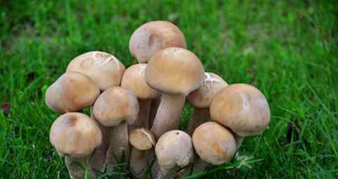 痛风老人吃什么食物好