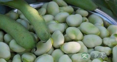 蚕豆病的治疗方法