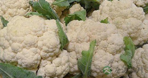 哪些食物可以去胎毒