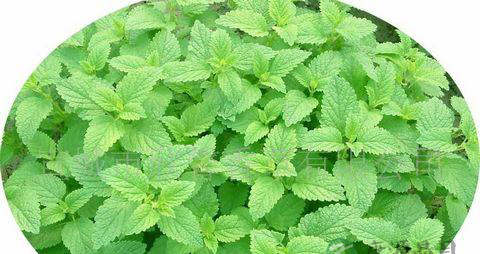 60种美容花茶功效大全