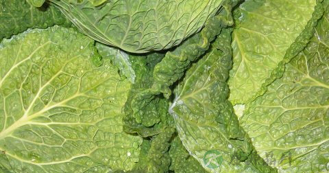 清水煮白菜可以减肥吗