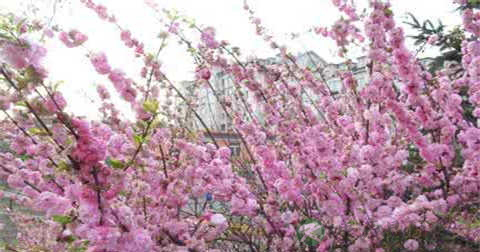 中药桃花可以减肥吗