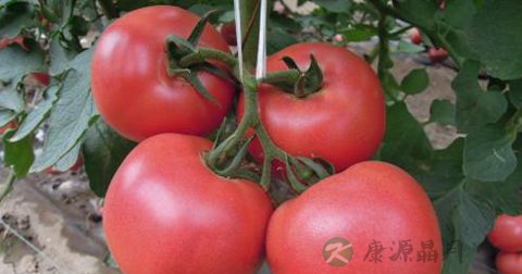 蓝莓能减肥吗