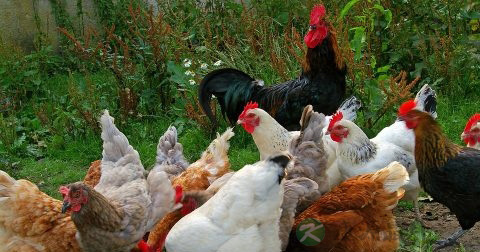 h7n9是什么