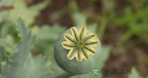 什么是自闭症