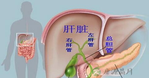 胆囊大小正常值是多少