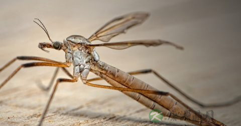 登革热是什么病