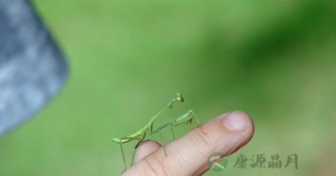 食指月牙消失的原因