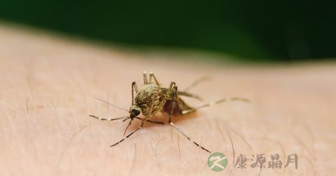 登革热是什么病
