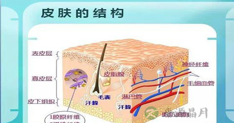 皮肤代谢的周期是几天
