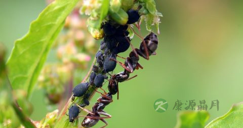 黑蚂蚁怎么吃