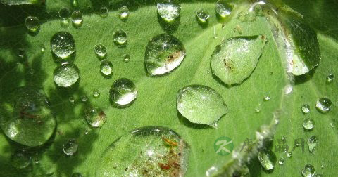 荷叶水的功效