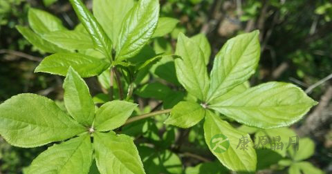 止泻药有哪些