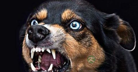 狂犬病是传染病吗