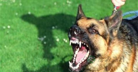 狂犬病如何预防