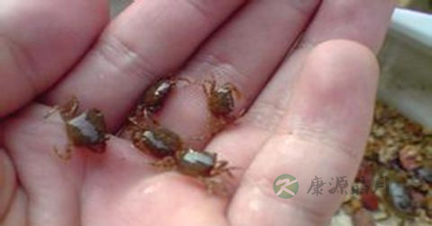 肺吸虫病是传染病吗