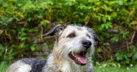 狂犬病初期能治吗
