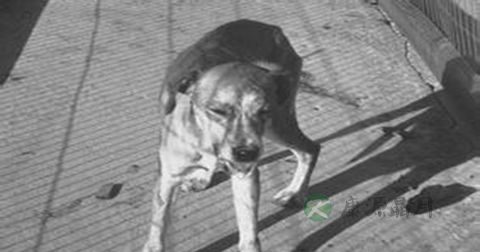 狂犬病如何预防