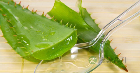 芦荟治咽炎吗