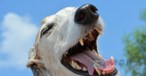 狂犬病的潜伏期是多少年