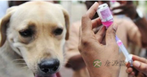 狂犬病潜伏期有20年吗