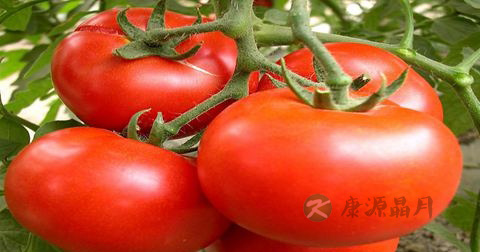 阴道炎用什么药治疗