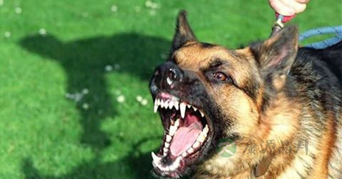 狂犬病是传染病吗