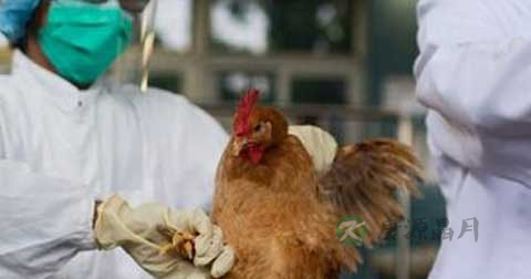 h7n9能通过性能传播吗