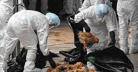 禽流感症状h7n9症状