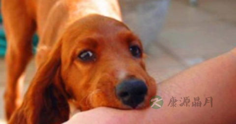 狂犬病潜伏期有20年吗