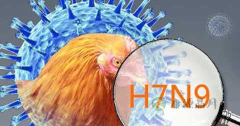 h7n9型禽流感传播途径