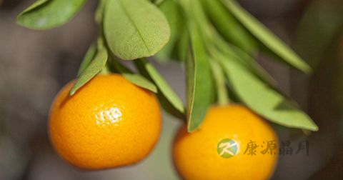 儿童扁桃体炎吃什么食物好