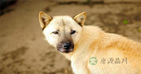 狂犬病毒传播途径