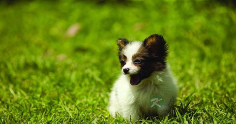 狂犬病如何预防措施