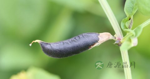 鱼鳞病治疗