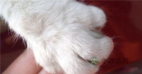 猫抓病怎么治疗