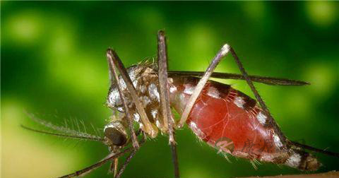 疟疾是什么 疟疾会传染吗