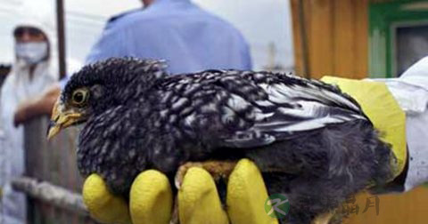 禽流感症状h7n9症状