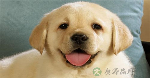 狂犬病毒传播途径