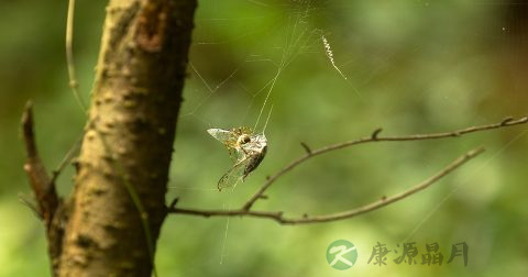 寄生虫的防治