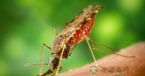 寄生虫的防治