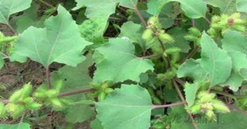 乱吃野菜中毒要如何急救