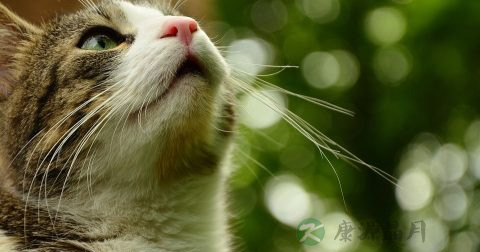 被猫抓伤怎么办