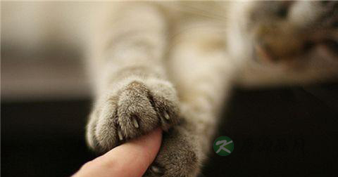 孩子被猫抓伤怎么处理