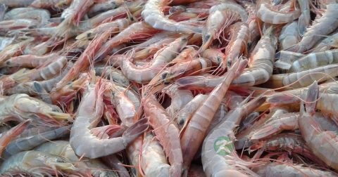 轻微食物中毒怎么办