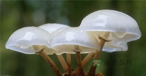 食物中毒分为几类