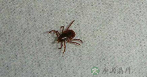 蜱虫咬伤怎么处理